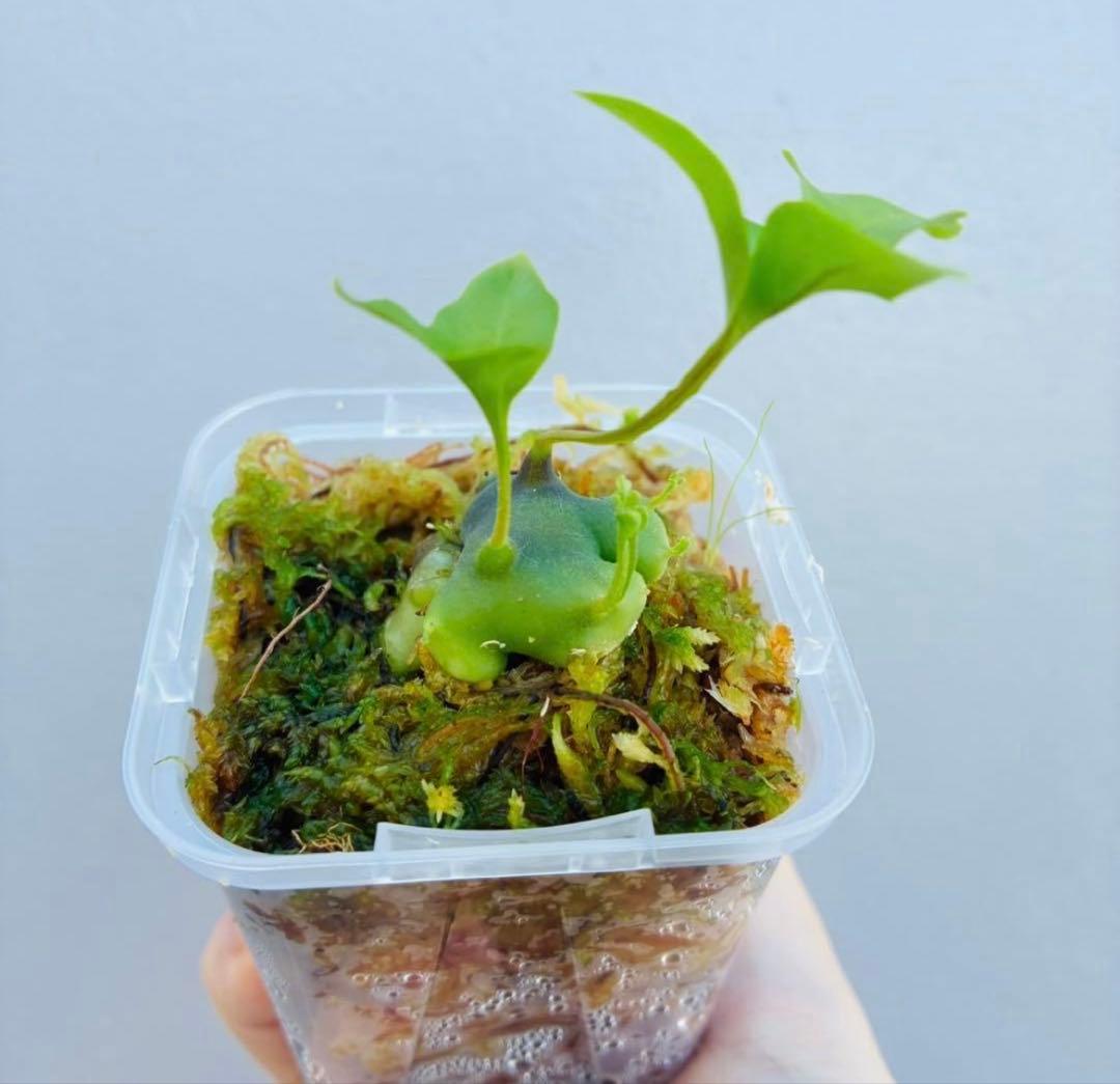 【希少・美麗】レカノプテリス　ルゾネンシス＋イエローチップ　計2点