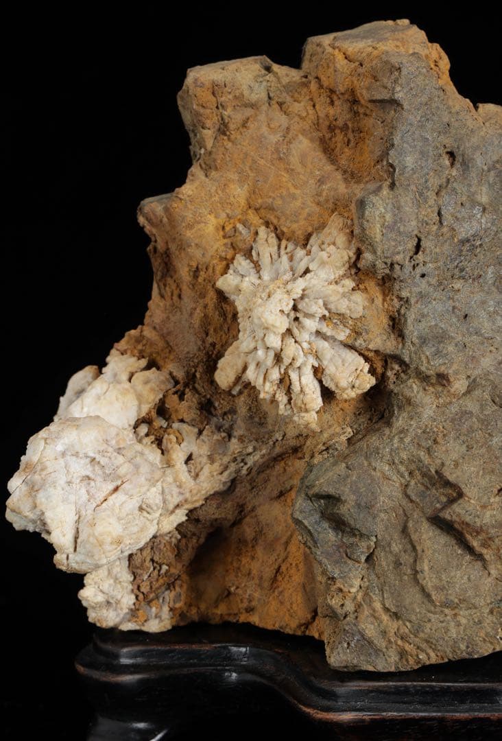 は*よ様 根尾川 菊花石 白菊 紋石 台座 共箱付 1.2kg 鑑賞石 原石 盆