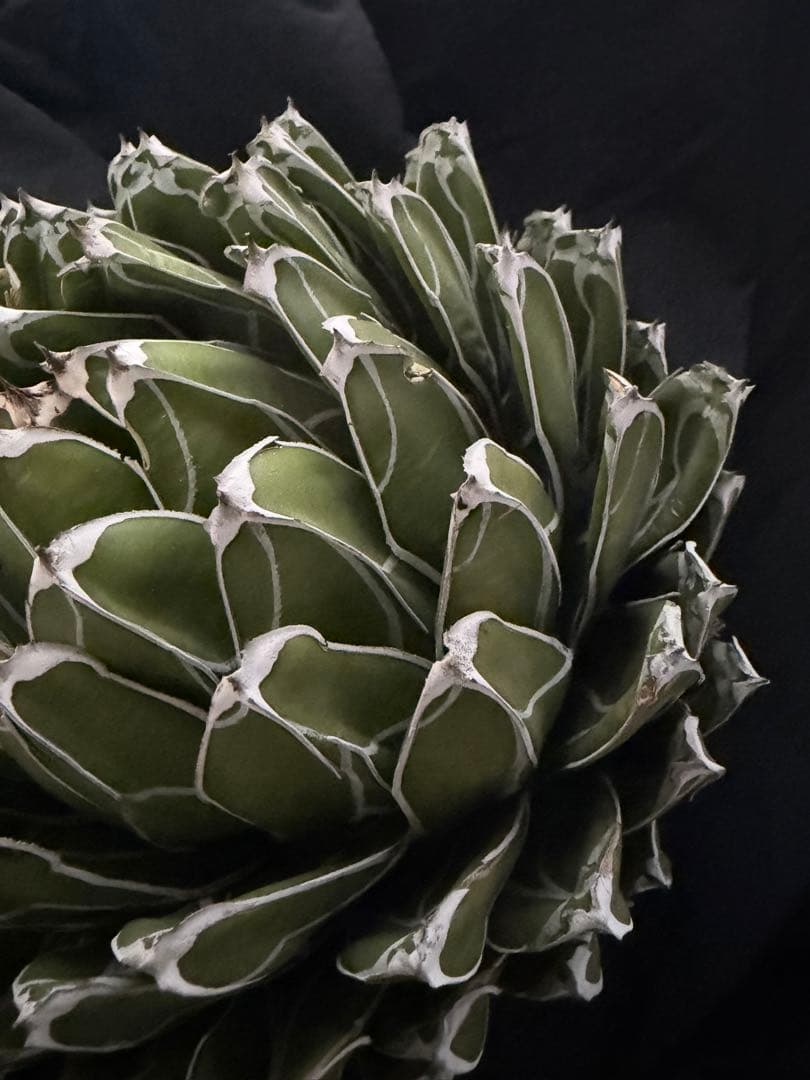 専用ページ　アガベ ダルマ笹の雪　濃白大苗◇ドライガーデン多肉サボテン　チタノタ