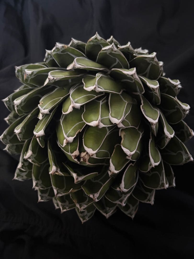 専用ページ　アガベ ダルマ笹の雪　濃白大苗◇ドライガーデン多肉サボテン　チタノタ