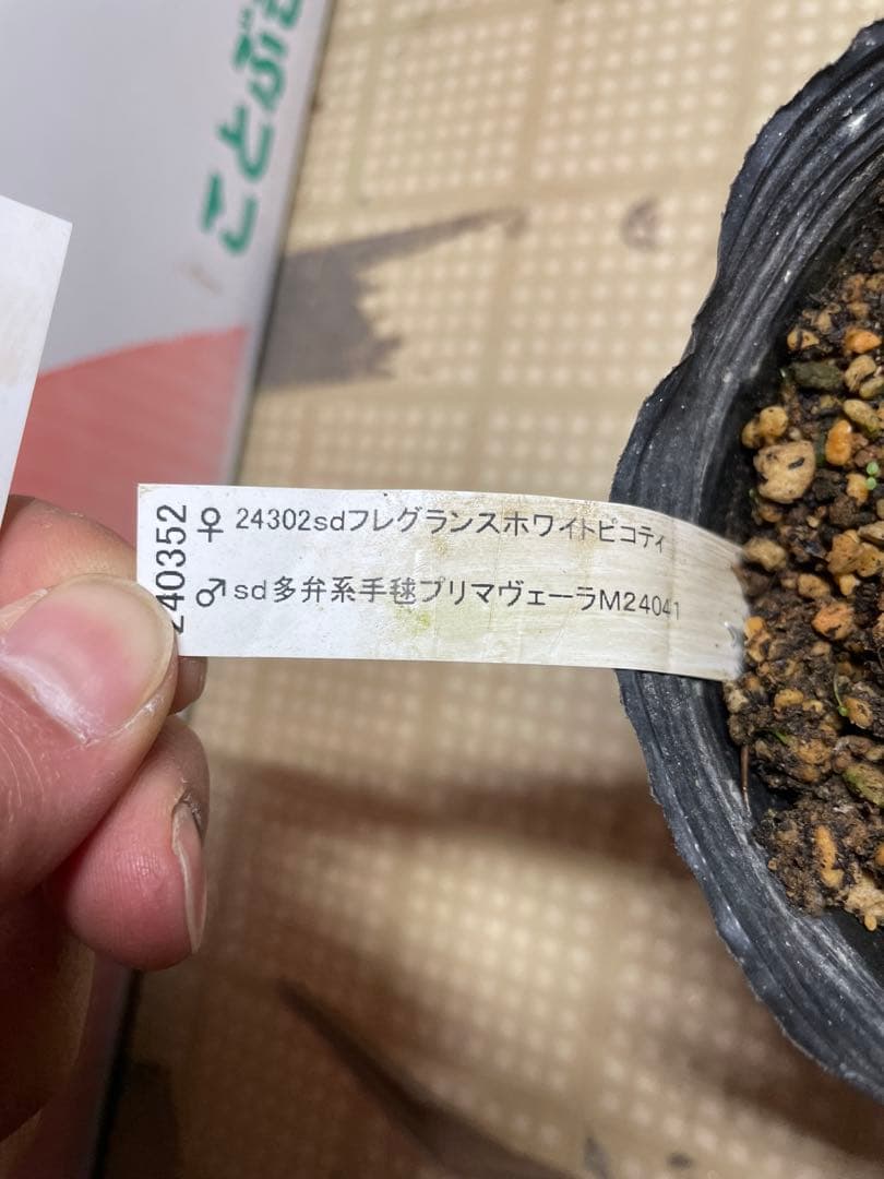 加藤農園 毬姫 グリーン系 クリスマスローズ