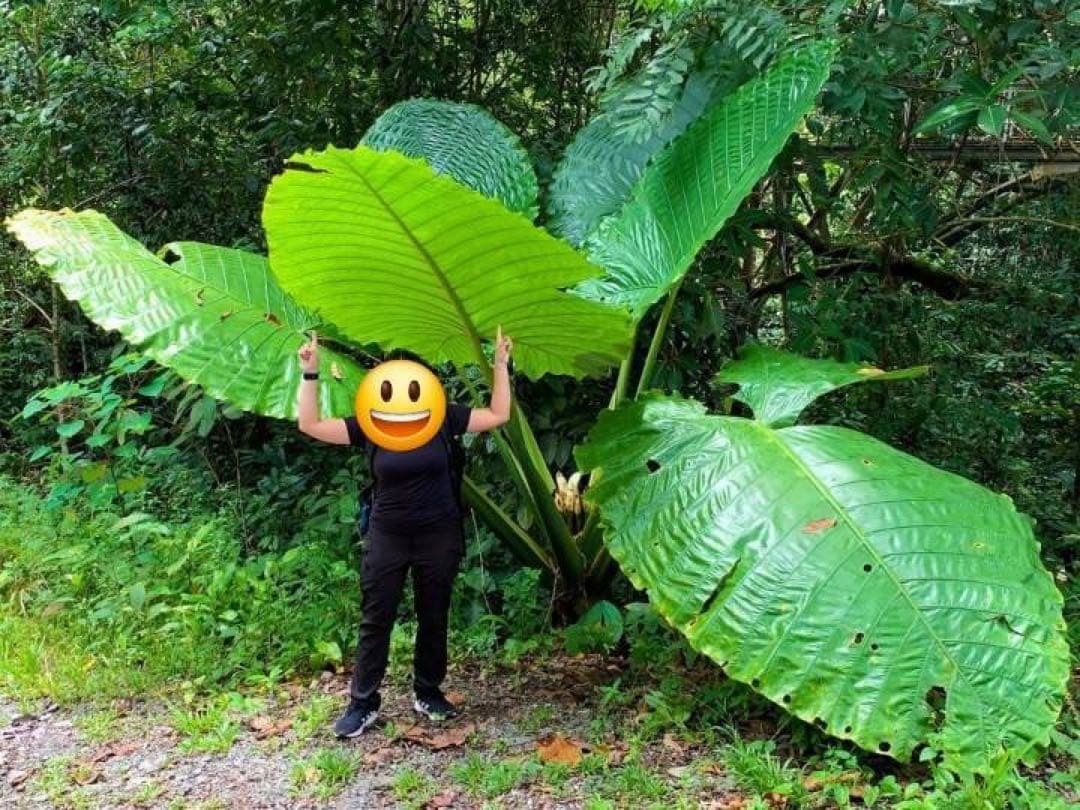 原種　世界最大　アロカシア　ロブスタ　サトイモ科　アロイド　パルダリウム　②