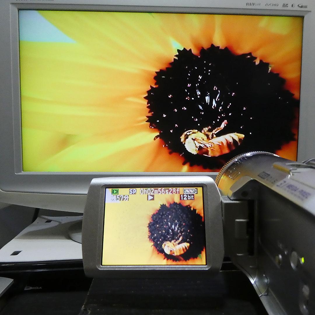 動作良好 パナソニック NV-GS250 MiniDVビデオDVDダビングに最適