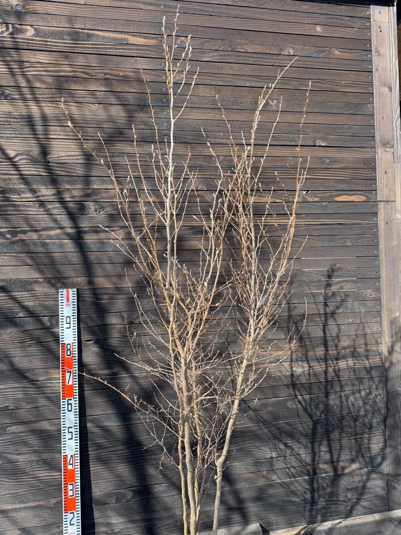 ヒメシャラ/株立ち【現品発送】管理80035