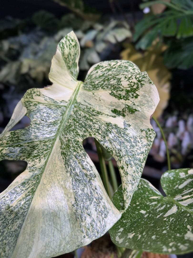 ル*ル様 1モンステラ　タイコンステレーション　スターライト