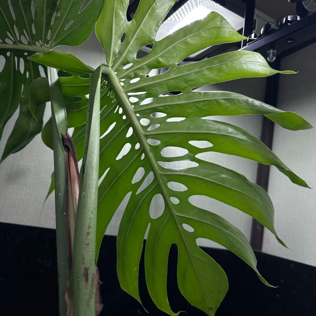 y*_様 モンステラデリシオーサマクロコズム超希少系統鉢植え80㎝
