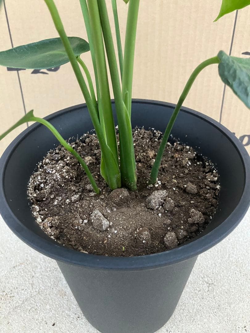 モンステラ　デリシオーサ実生株　斑入り　変異株丸葉　2鉢セット