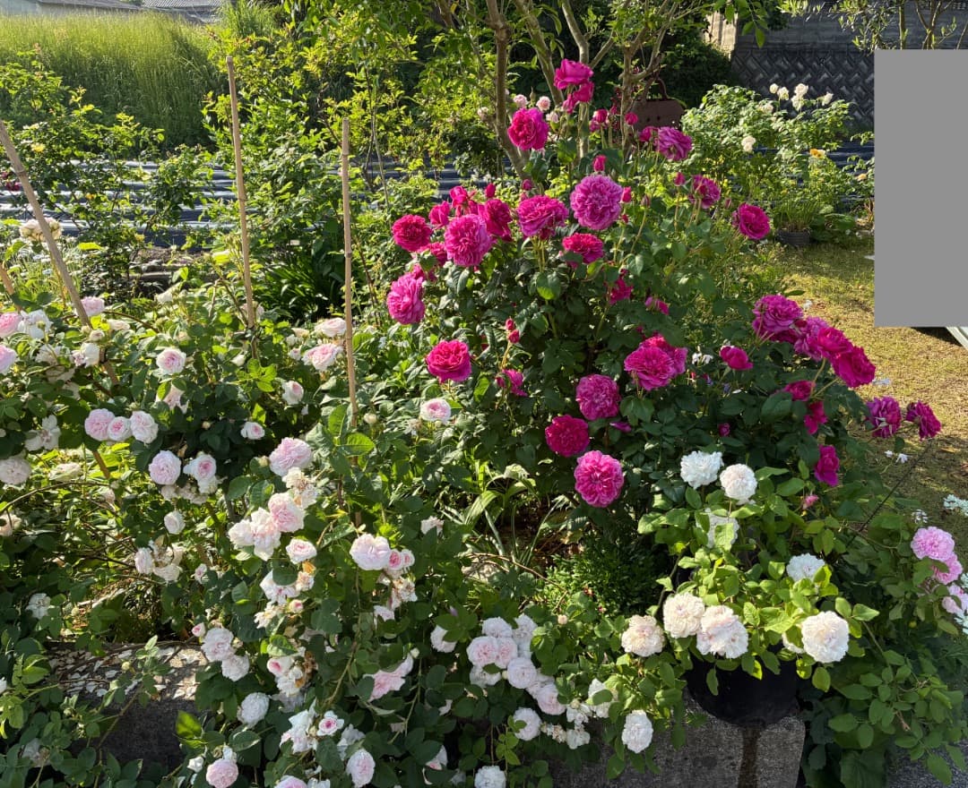 ER・ジェームズ・L. オースチン【大苗】イングリッシュローズ