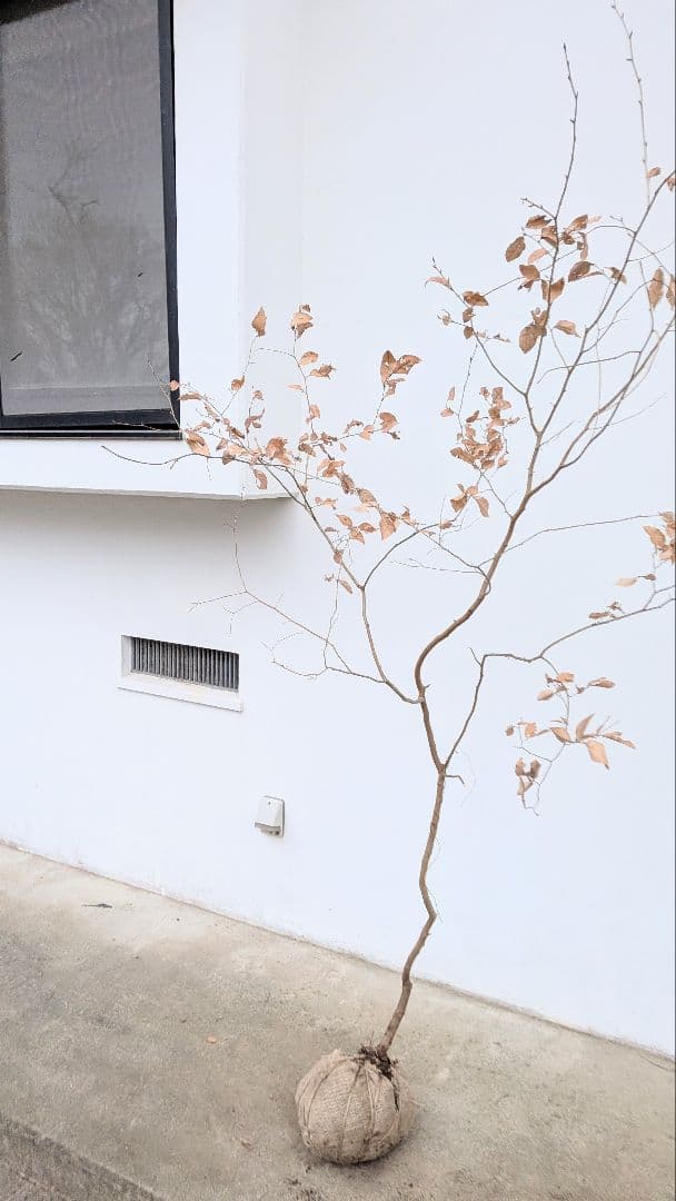 山採りヤマコウバシ。