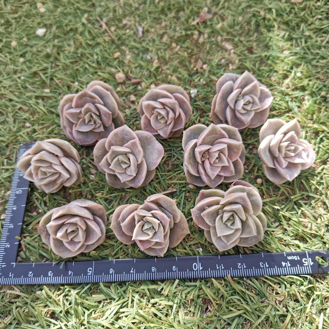 さとぴです♪ラブリーローズ10カット×6セット　速達発送