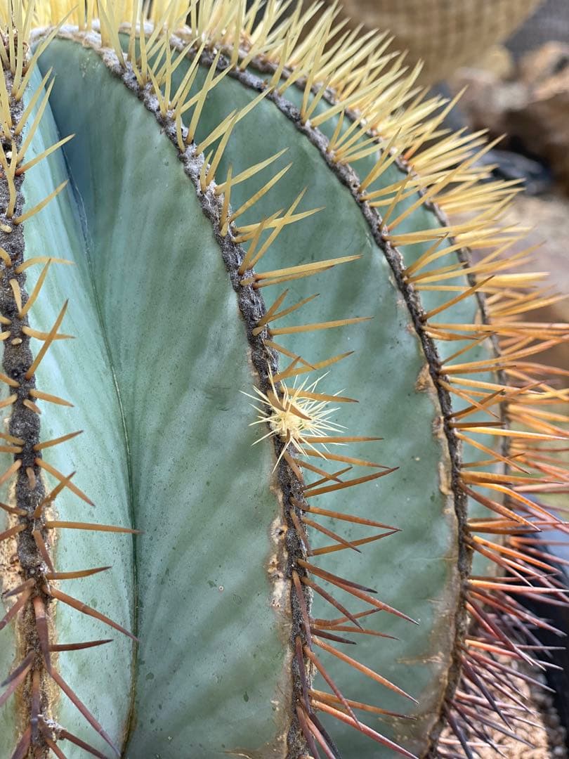 王冠竜　サボテン