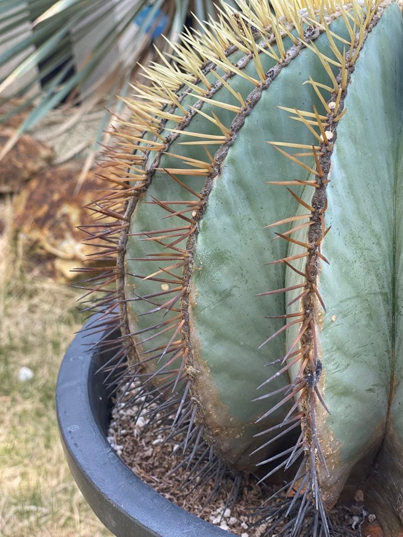 王冠竜　サボテン