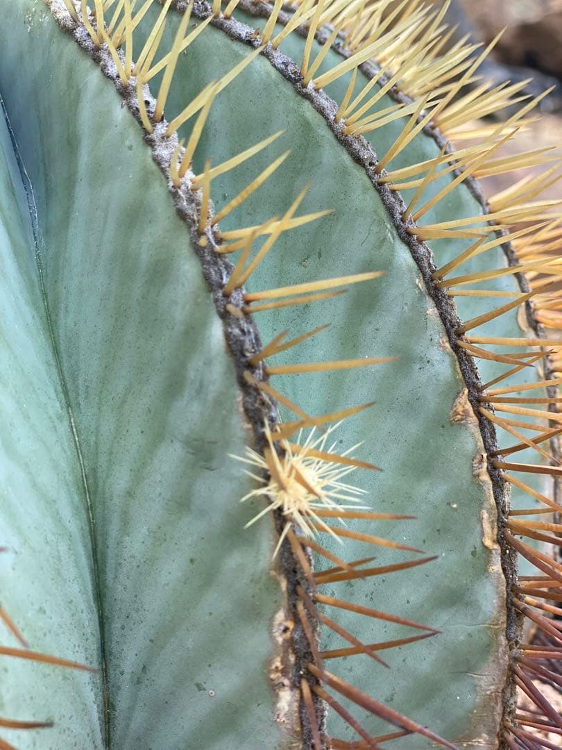 王冠竜　サボテン