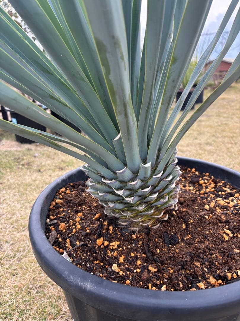 ユッカ リギダ15号黒鉢