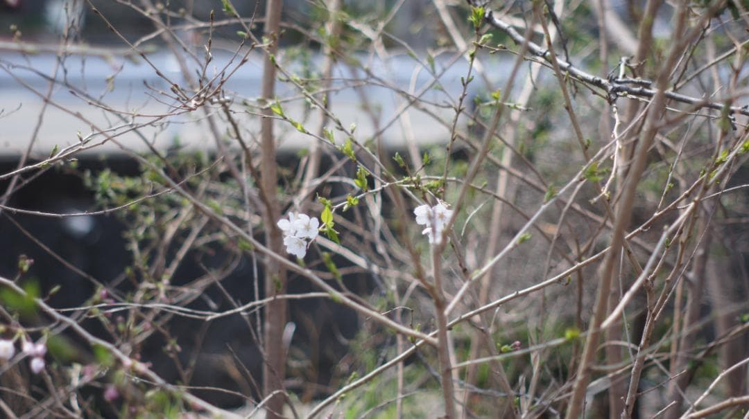 PENTAX SPF S-M-C TAKUMAR 1:1.8/55 整備済み