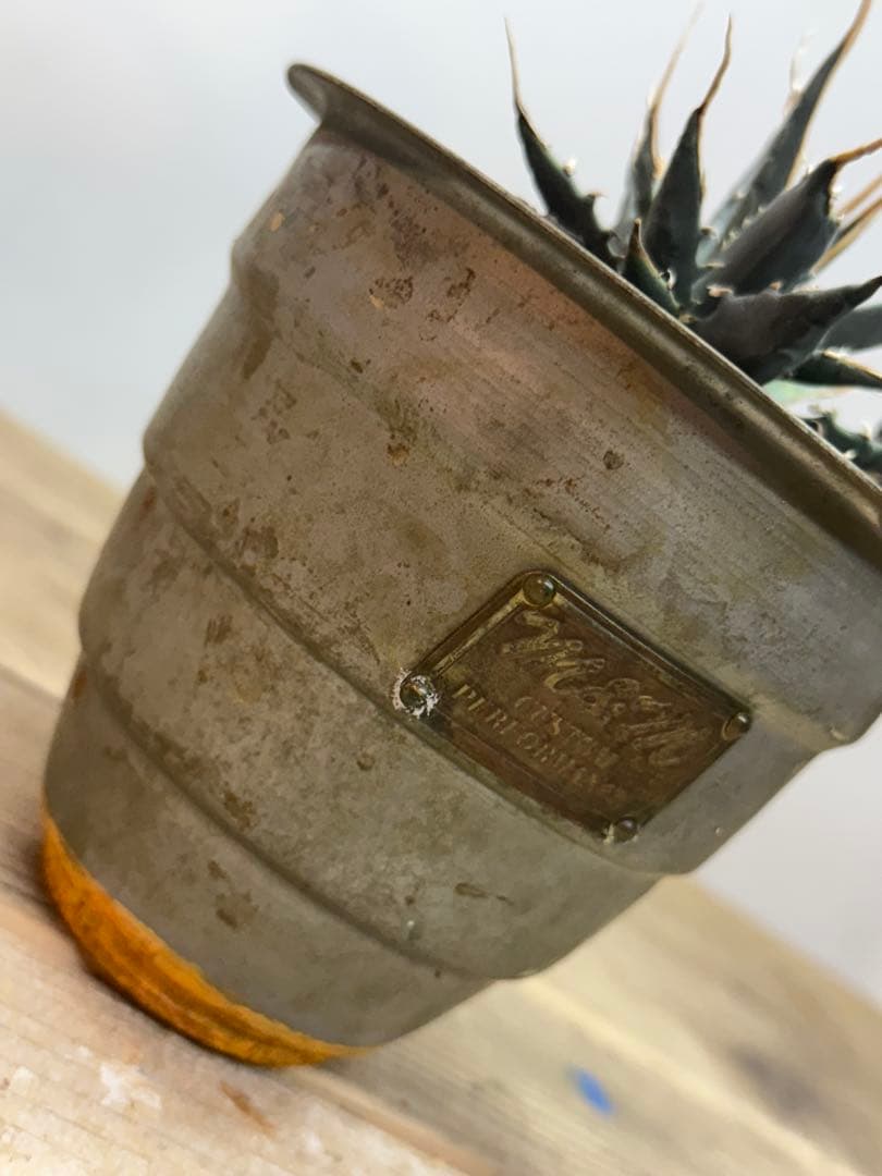 エボリスピナ【陽炎】【うねり】【m&m】