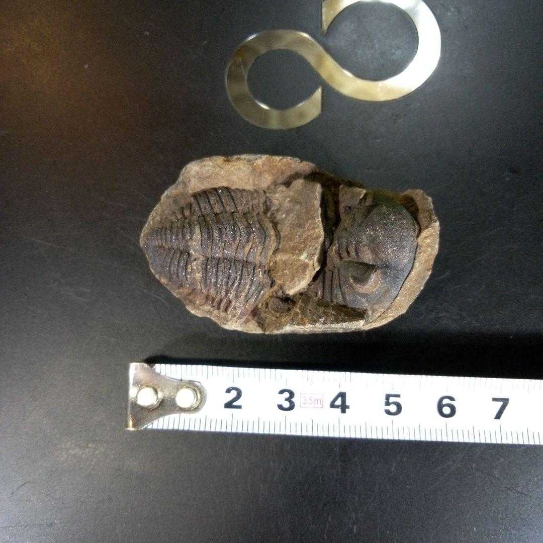三葉虫　化石　ボリビア産　南アメリカ　trilobite　Bolivia三葉虫⑧
