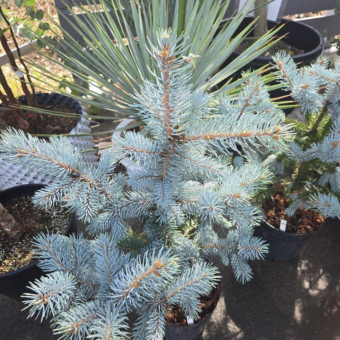 ⑨　ブンゲンス　トウヒ　ホプシー　７号　最高等級極上品‼️