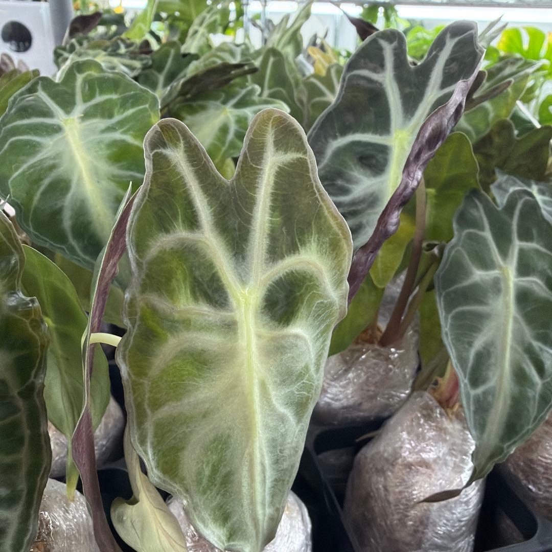 アロカシア ヴェノム Alocasia 'Venom' sサイズセット