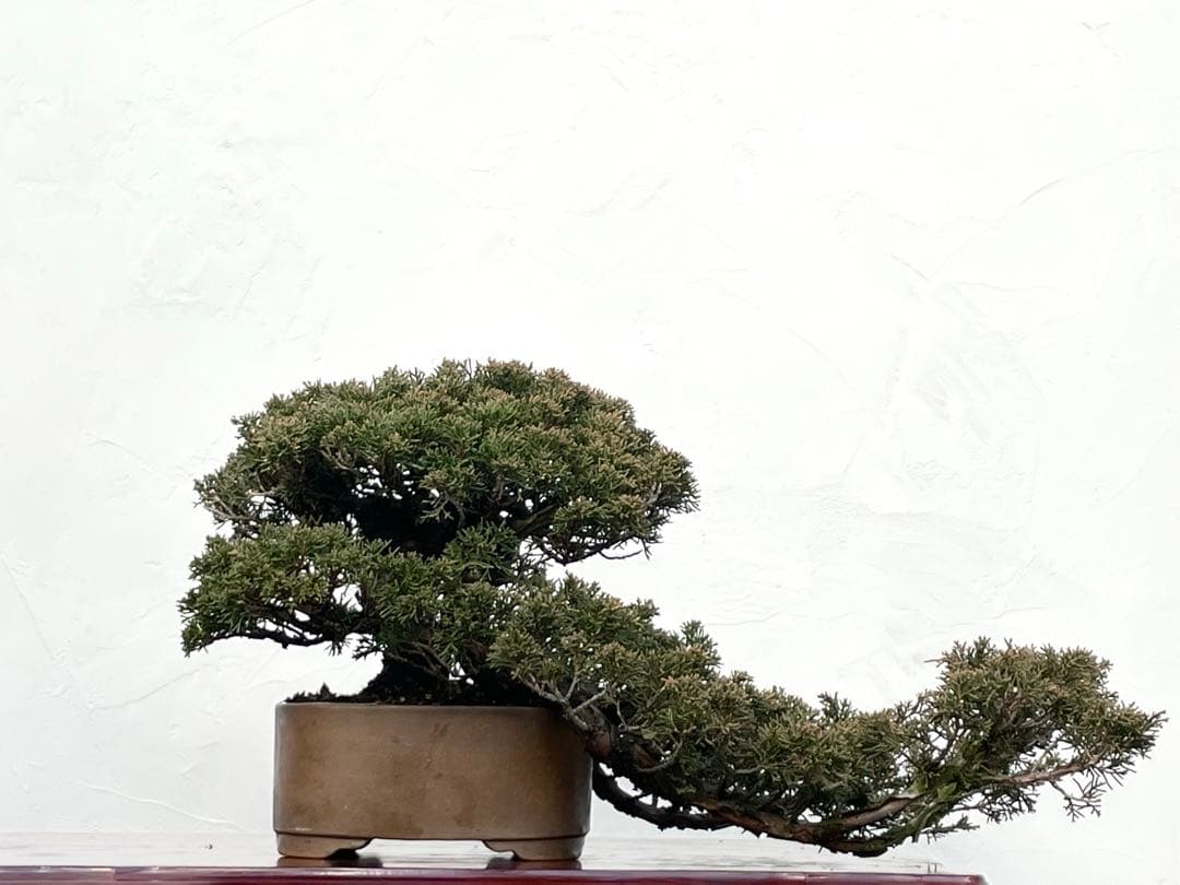 三河盆栽　真柏　盆栽