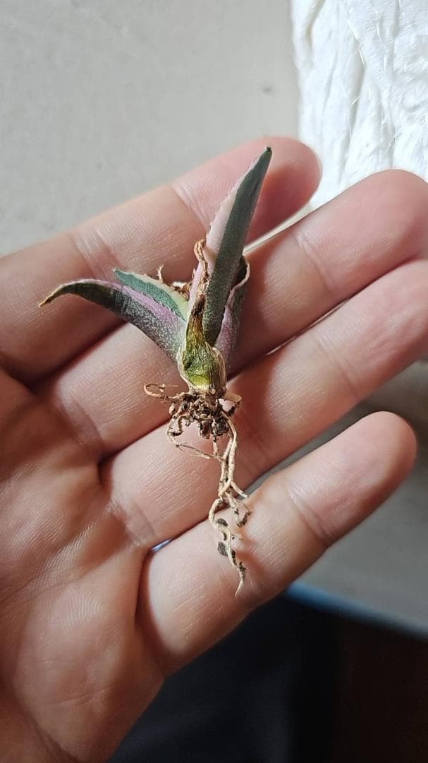 S*e様 多肉植物 アガベ チタノタ　スナグルトゥース 優良血統 600株