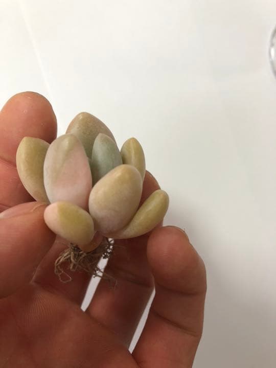 ファンジニ美人 マスカット美人 ピンク恋人多肉植物