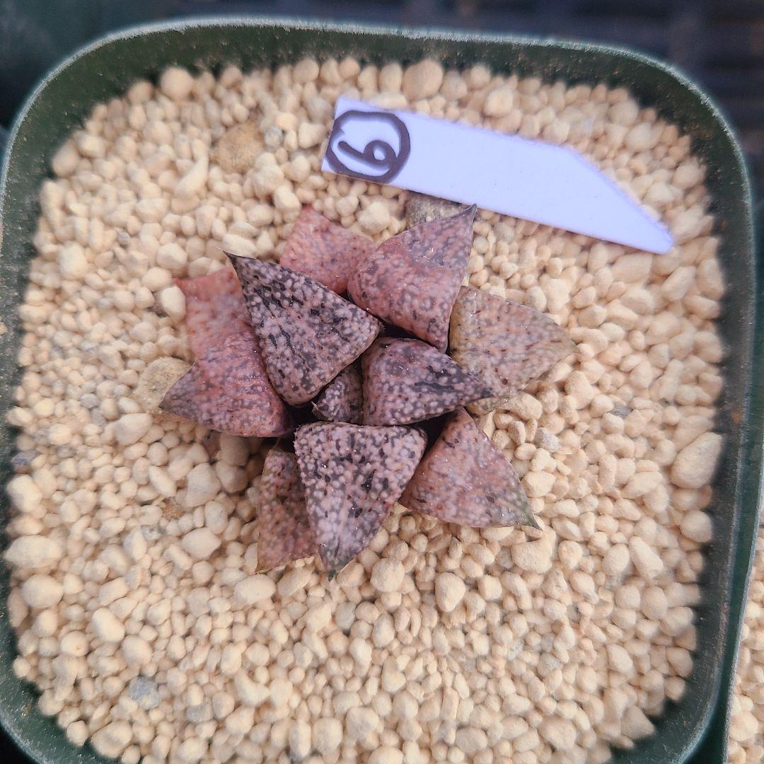 レッドブーツ 実生レッド系 確認用