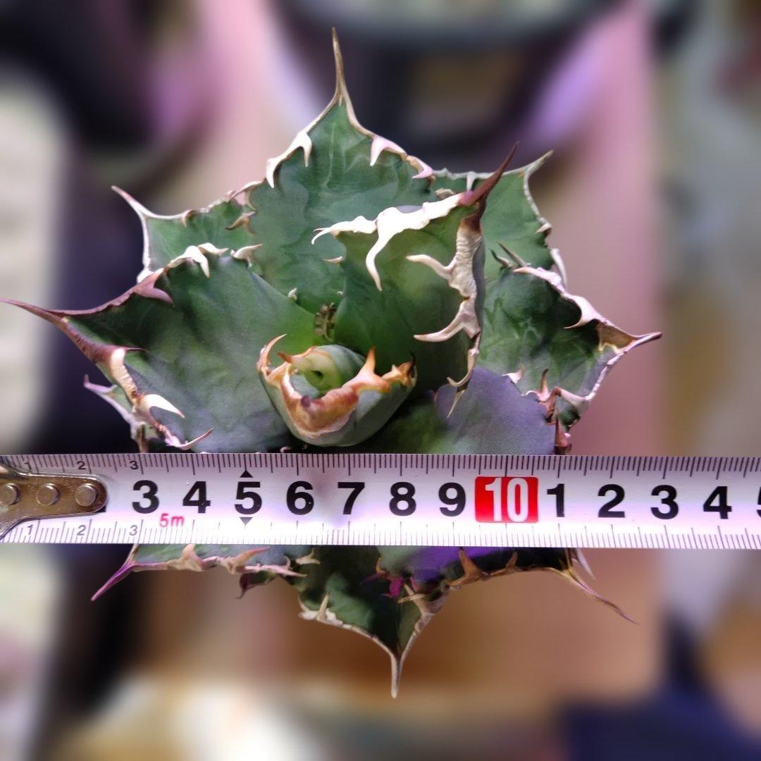 アガベ 　九尾狐①　鉢ごと匿名発送！