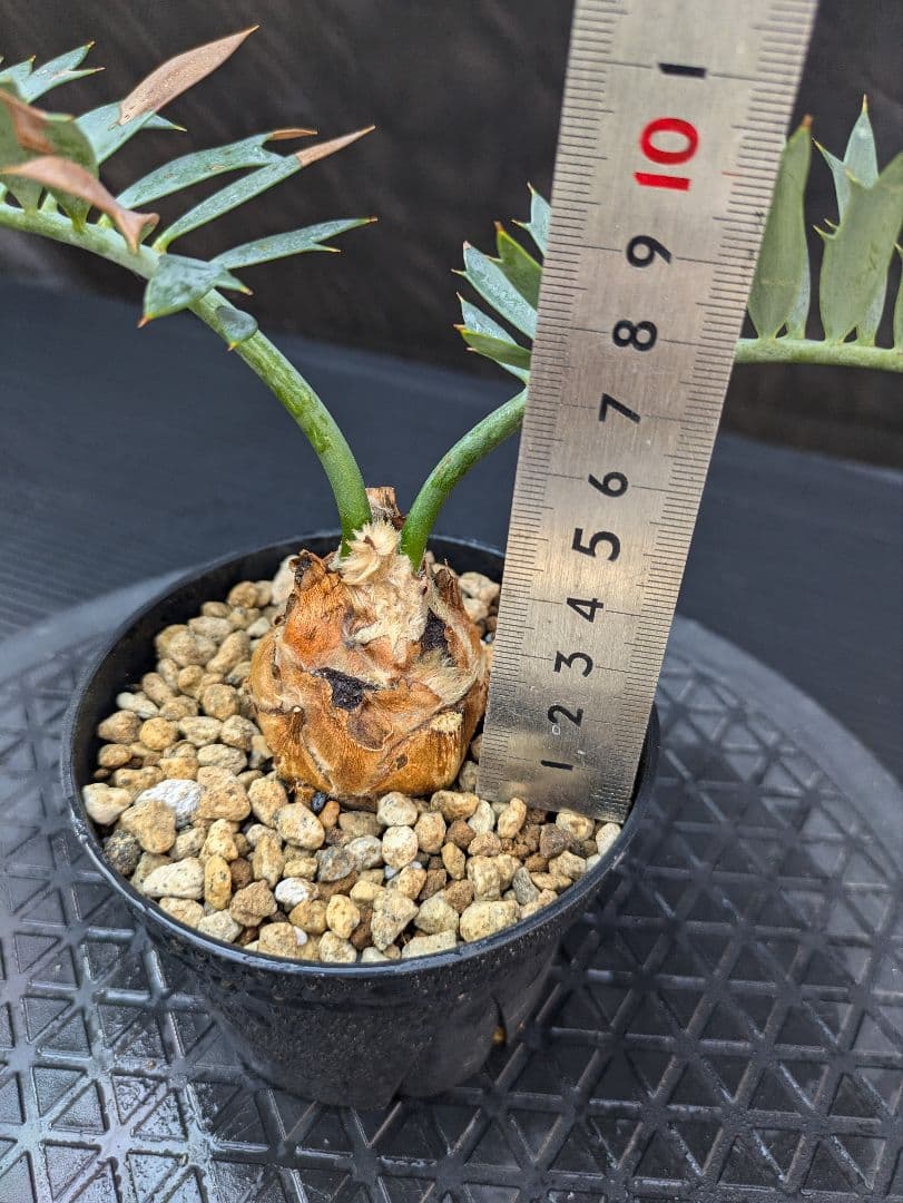 エンセファラルトス ホリダス /約5センチ球