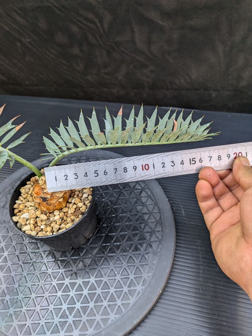 エンセファラルトス ホリダス /約5センチ球