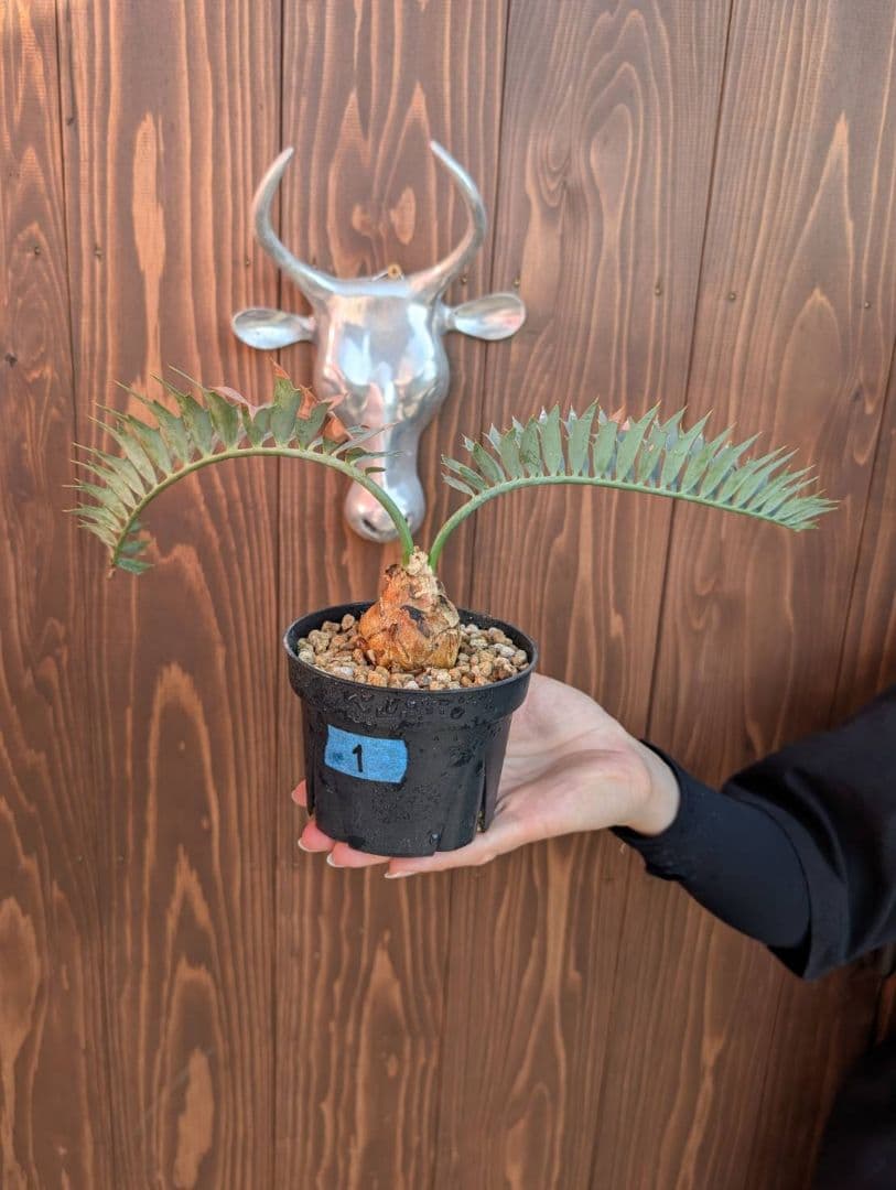 エンセファラルトス ホリダス /約5センチ球