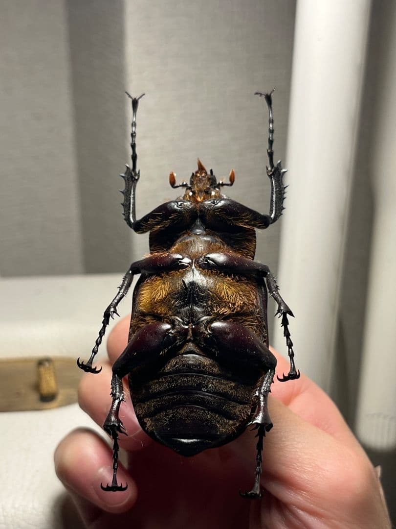 【超特大♀】セラムドウナガテナガコガネ テナガカミキリ昆虫標本 甲虫タランチュラ