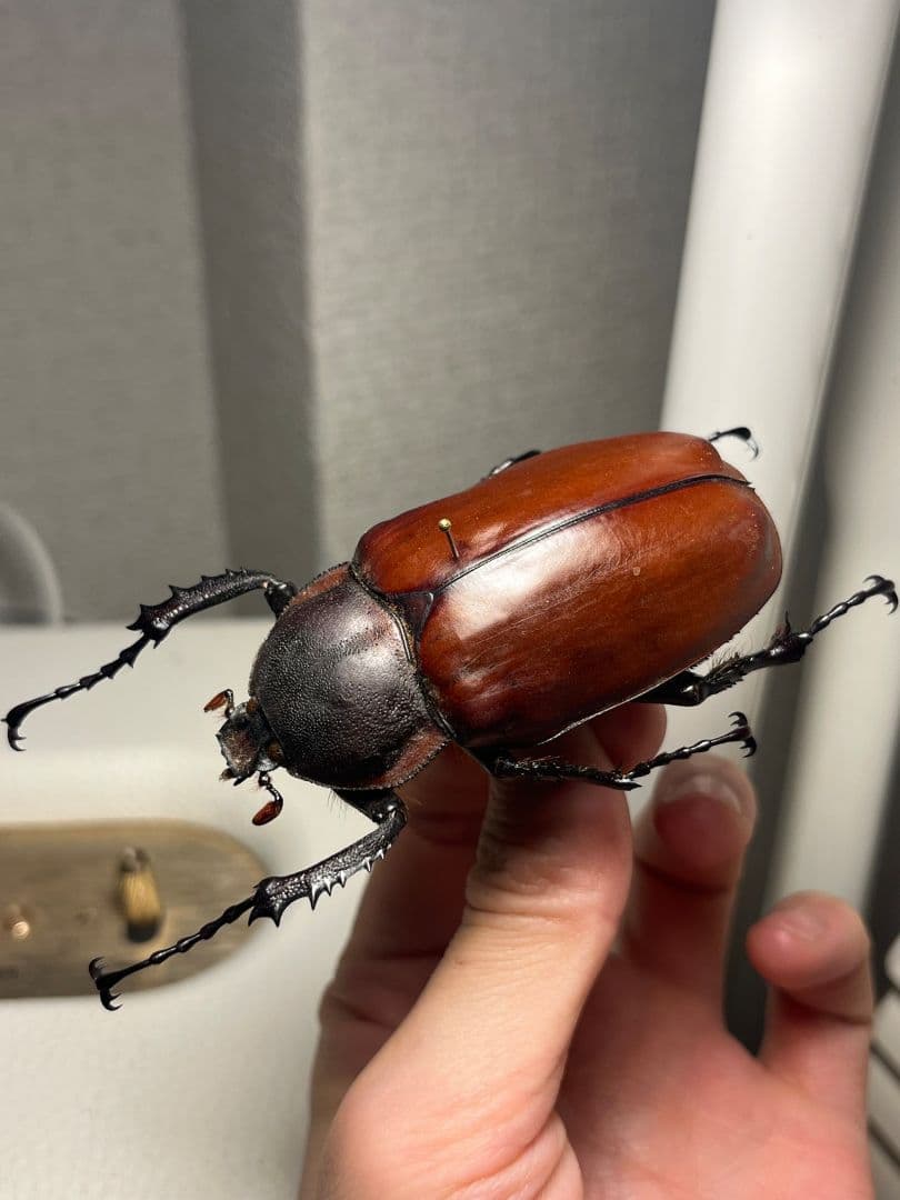 【超特大♀】セラムドウナガテナガコガネ テナガカミキリ昆虫標本 甲虫タランチュラ