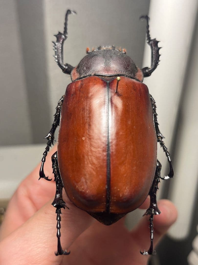 【超特大♀】セラムドウナガテナガコガネ テナガカミキリ昆虫標本 甲虫タランチュラ