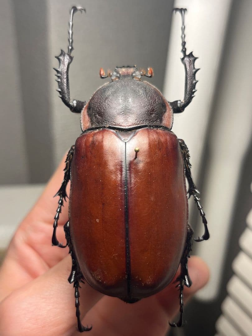 【超特大♀】セラムドウナガテナガコガネ テナガカミキリ昆虫標本 甲虫タランチュラ