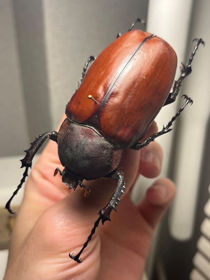 【超特大♀】セラムドウナガテナガコガネ テナガカミキリ昆虫標本 甲虫タランチュラ