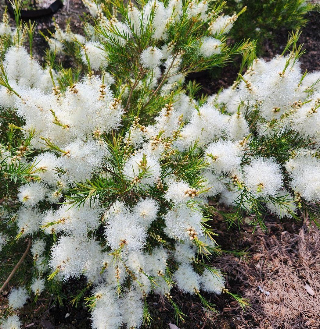 関東の虎　メディカルティーツリー　5本セット商品