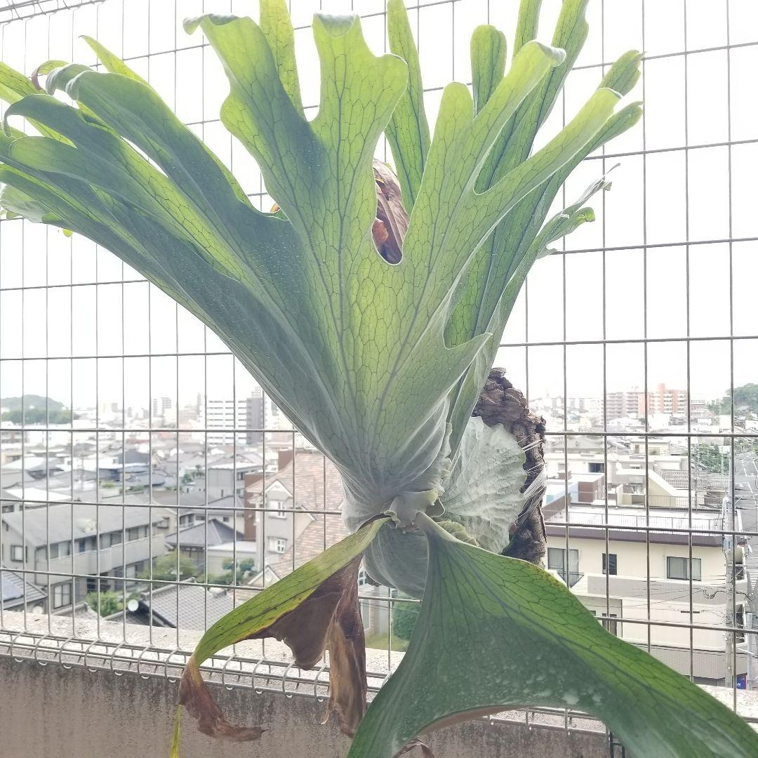 ※専用です