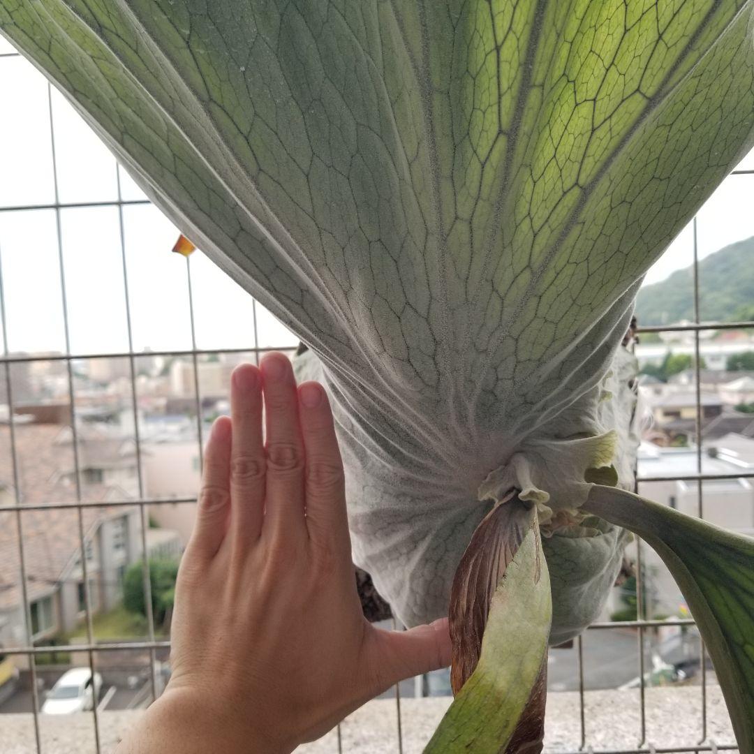 ※専用です