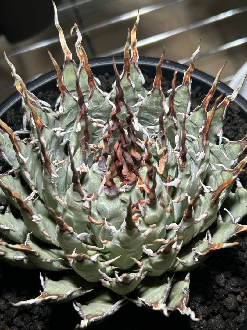 t*g様 Agave utahensis eborispina ユタエンシス 陽
