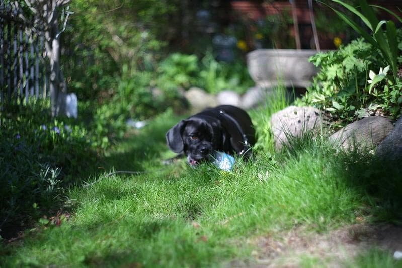 5　デッドストック　ぐるぐるボケレンズ　ヘリオス　44-2　M42アダプター付