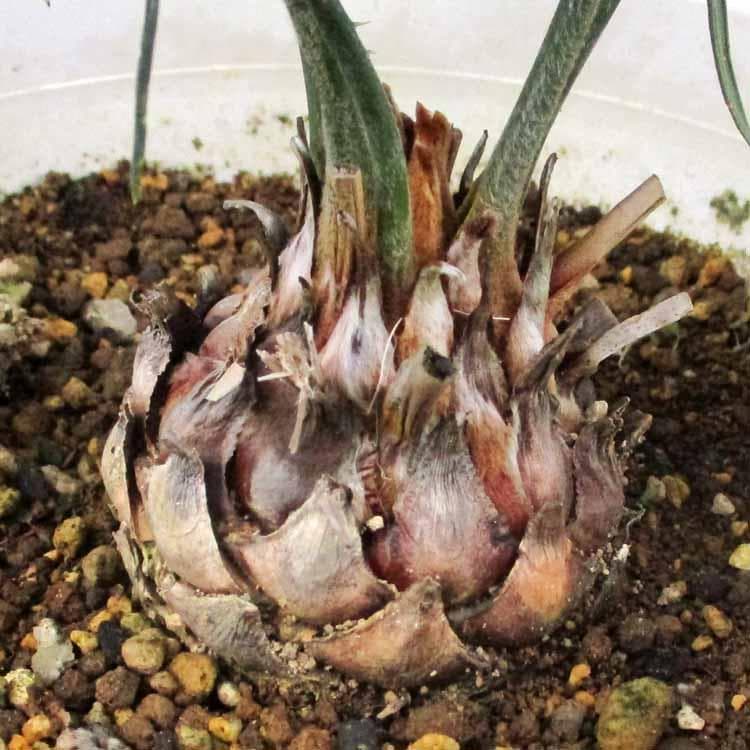 【現品】サイカス・カイルンシアナ 　8号鉢　N8番