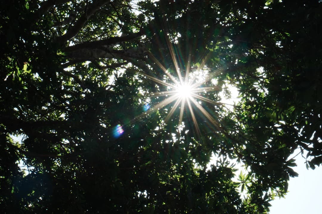 【極美品】動作◎ SONY E 35mm F1.8 OSS 単焦点 987