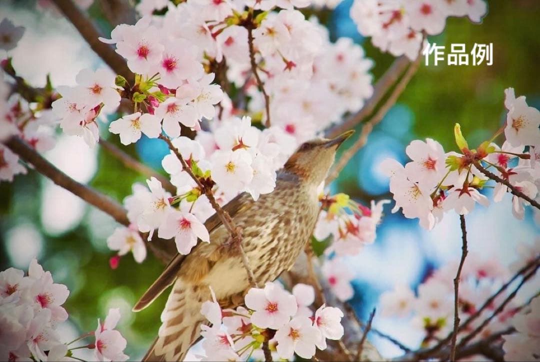 【美品】canon EF-S 55-250mm IS STM 望遠レンズ ⑤