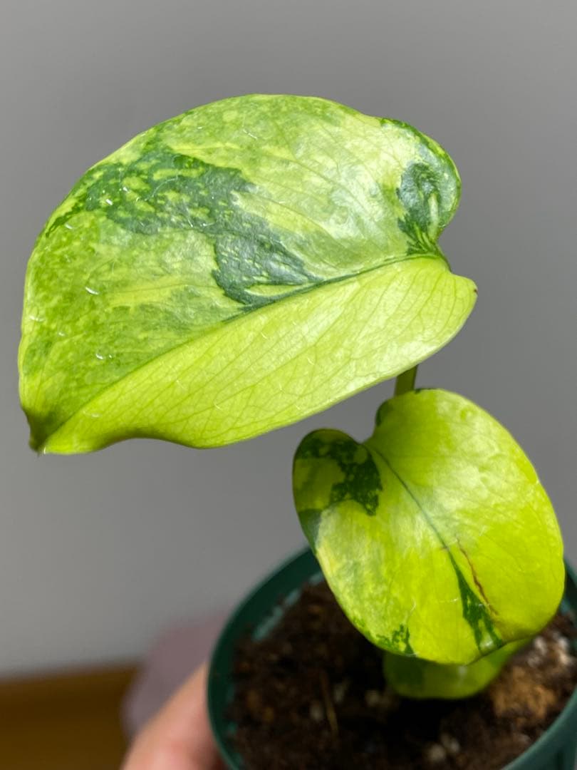 【超美株✨超希少‼️】モンステラ　エレクトロライト　斑入り　レア　人気　メルカリ便