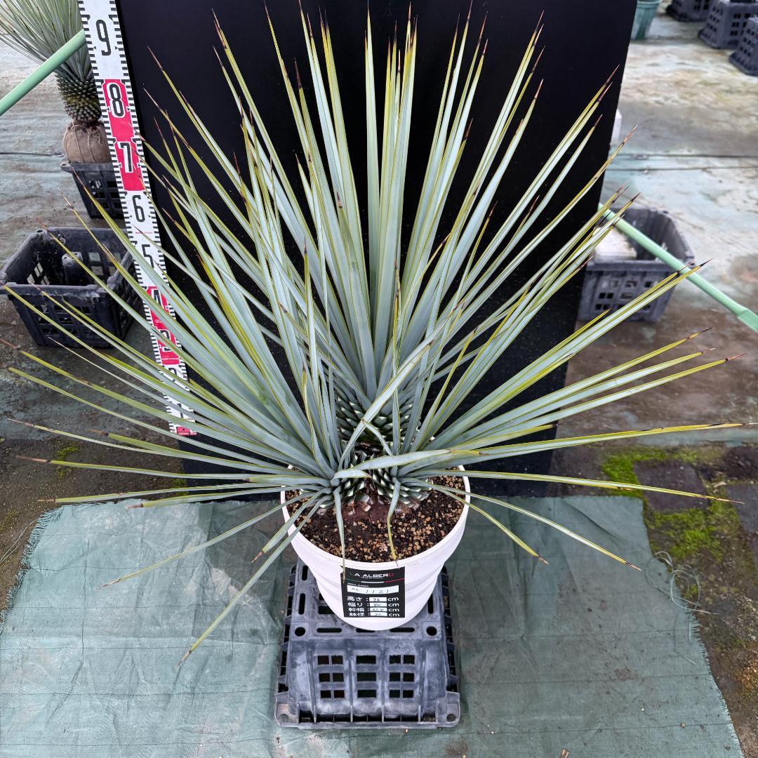 【AL1121】ユッカ　リギダ　超希少トリプルヘッド