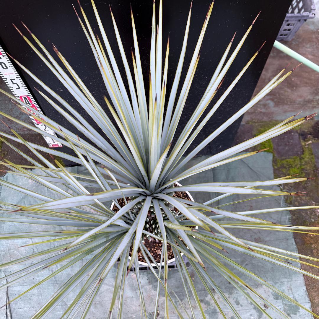 【AL1121】ユッカ　リギダ　超希少トリプルヘッド