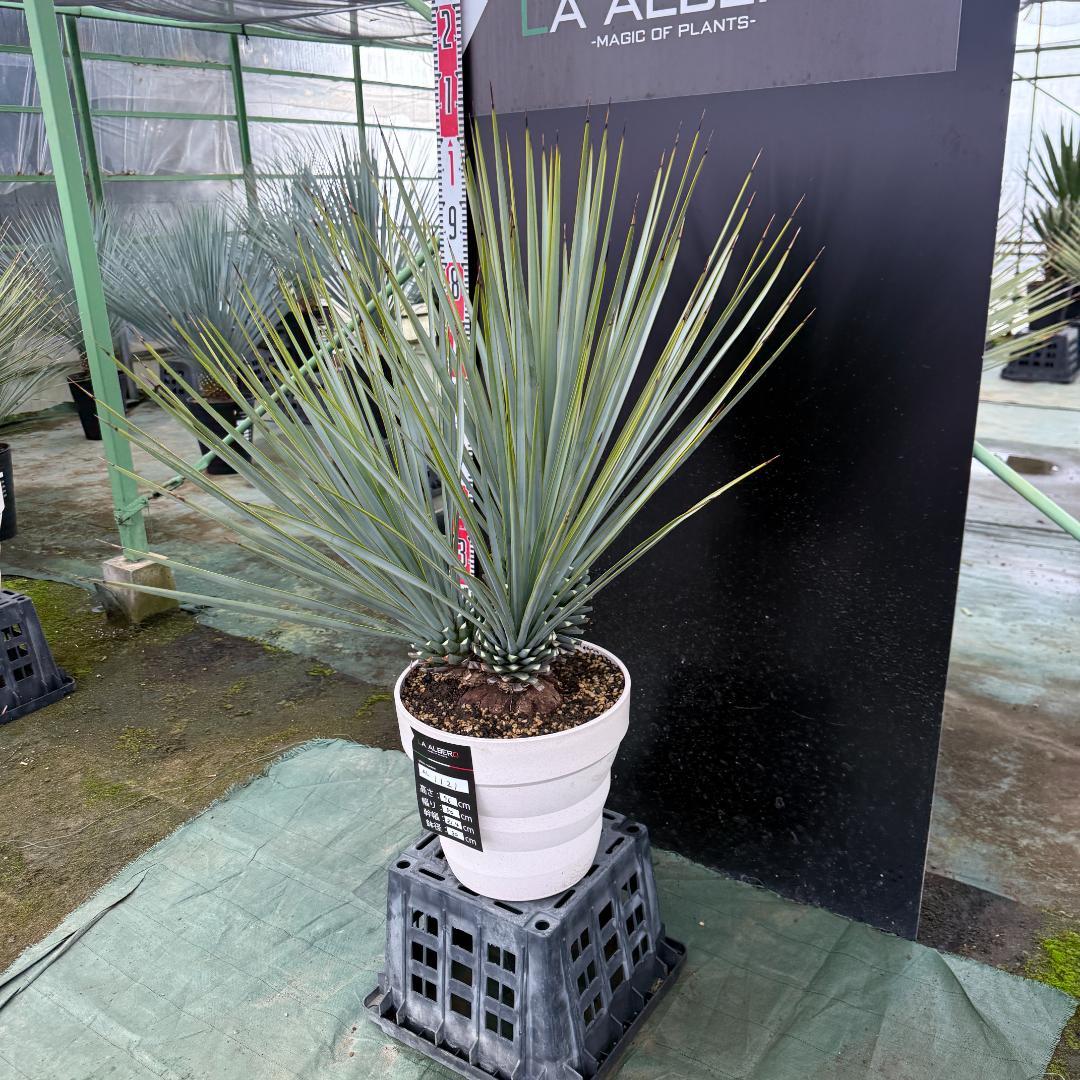 【AL1121】ユッカ　リギダ　超希少トリプルヘッド