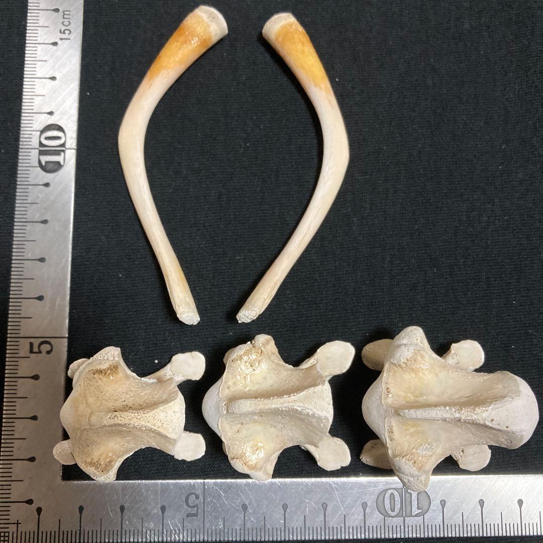 アカウミガメの骨標本　海亀頭骨他