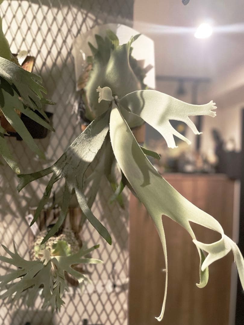 ビカクシダ　Yellow moon ×ccs MIXスポア　現物　ウィリンキー